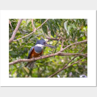 Ringed kingfisher photography Posters and Art